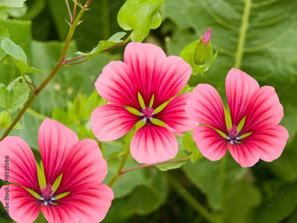 Flowers decorative in a garden Flowers decorative in a garden