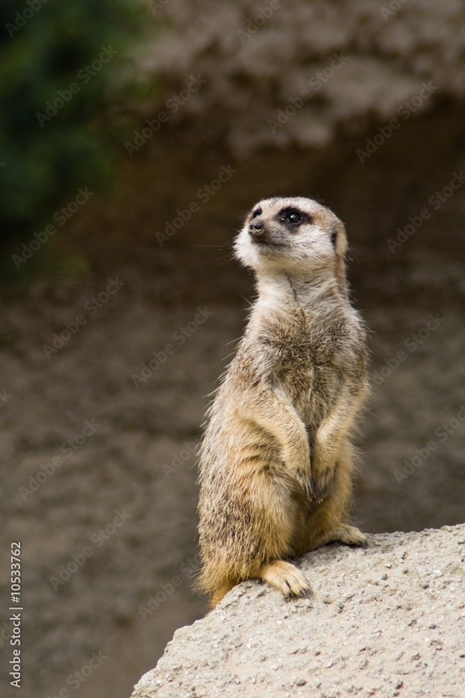 Curious standing suricate on alert Curious standing suricate on alert