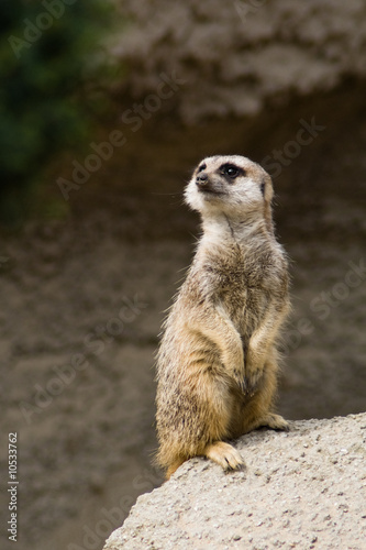 Curious standing suricate on alert