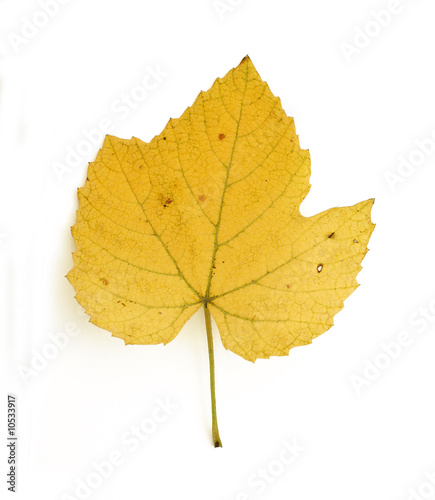 Yellow autumn leaf on white isolated background