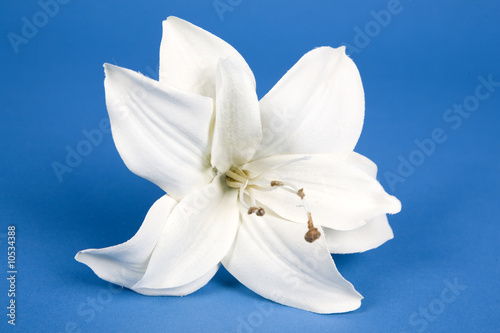 white artificial lilly flower on the blue background