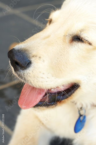 Small obedient golden retriever puppy lying on tiles outdoors