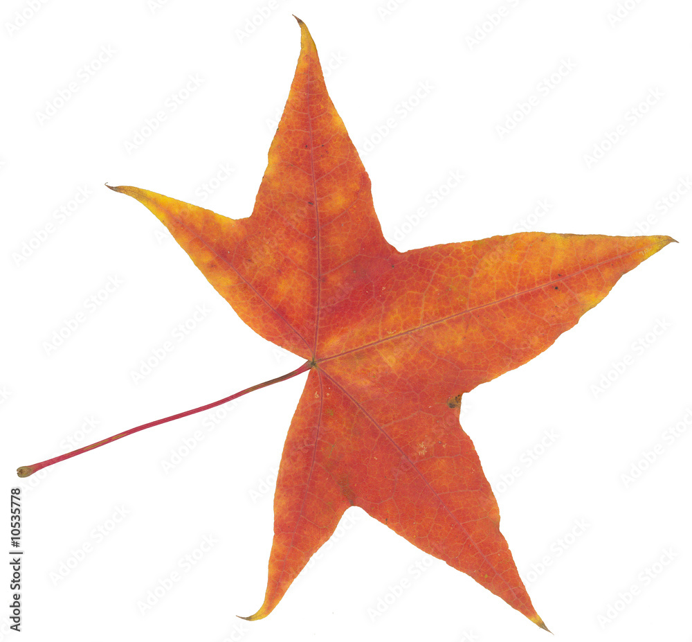 natural red autumn leaf isolated on white background natural red autumn leaf isolated on white background