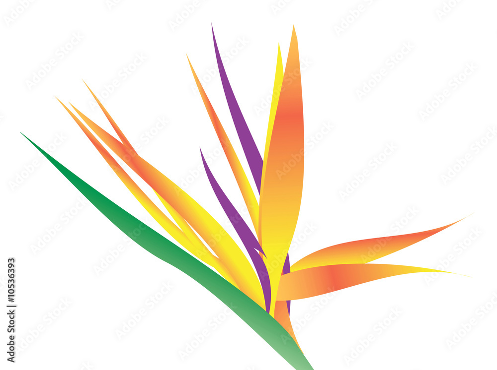 An illustration of a bird of paradise flower over white.