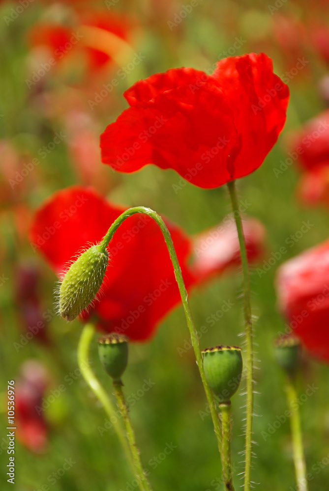 Obraz premium Mak kukurydziany 21