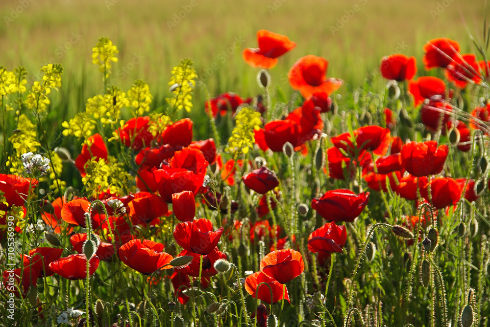 Fototapeta premium Mak kukurydziany 23