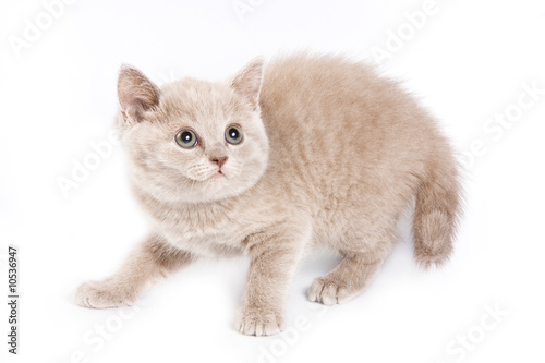 British kitten on white background