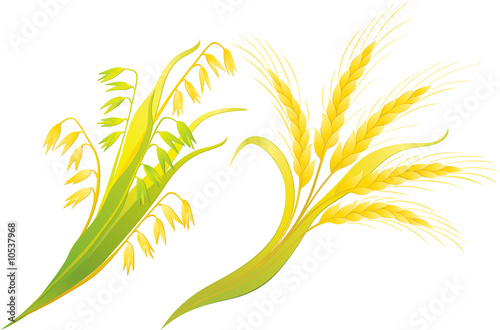 Wheat and oats ears