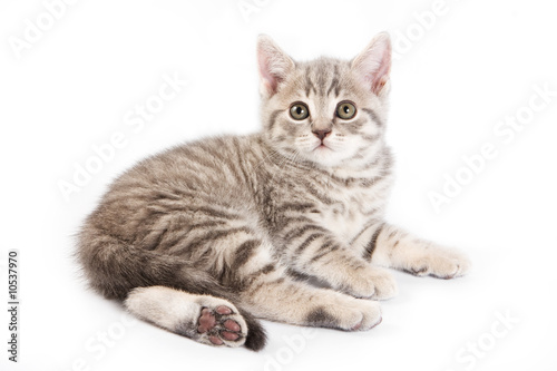 Fototapeta Naklejka Na Ścianę i Meble -  British kitten on white background