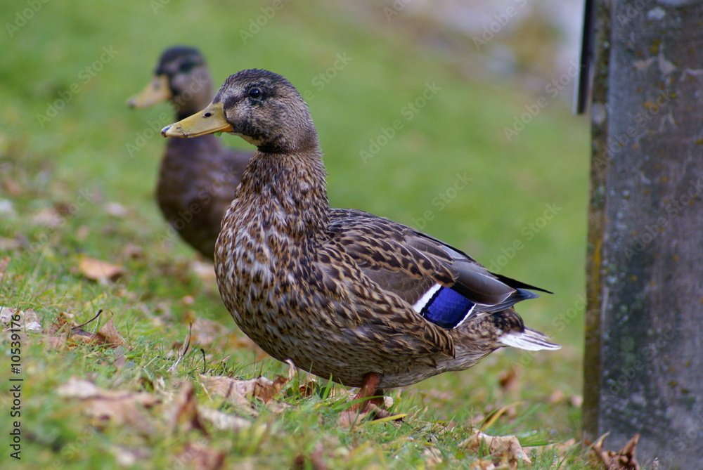 Obraz premium Enten am Teich