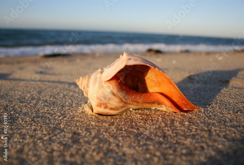 An Orange Whelk Shell Rests on the Beach at Nantucket, Cape Cod. photo