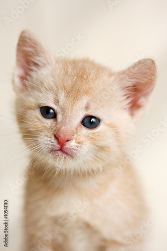 Small kitten on white background