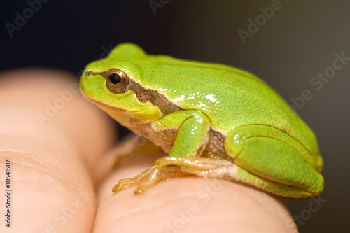 Small green frog sitting on man's hand