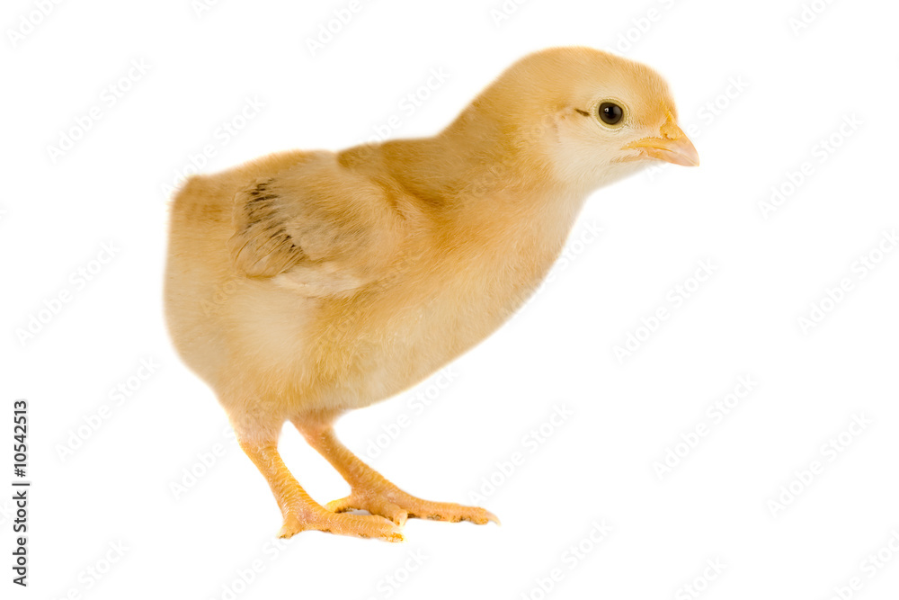 Fototapeta premium Yellow little chicken a over white background