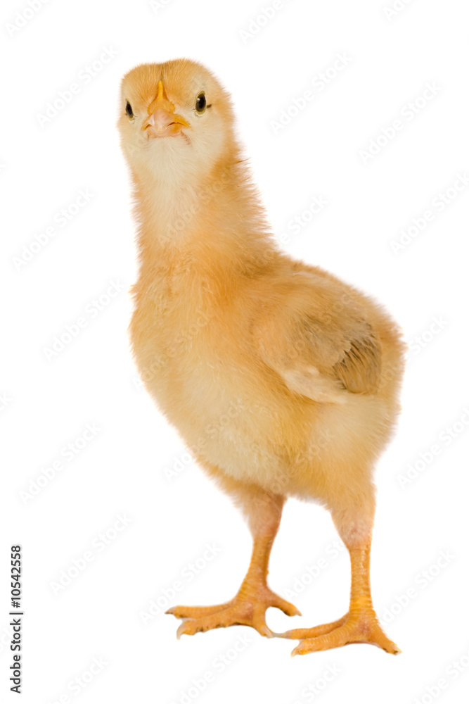 Obraz premium Yellow little chicken a over white background