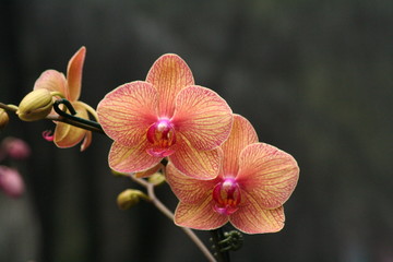 Poster Orchidee Roze orchideeën in volle bloei  © The Josh