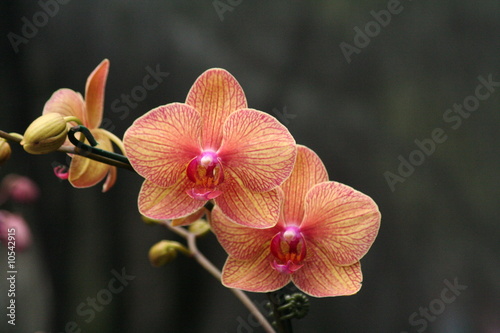Beautiful orchids © The Josh