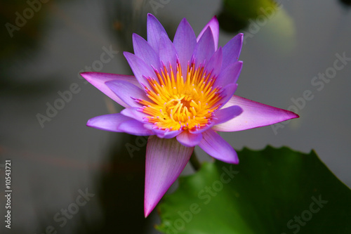 Water flower in  park lake at sunny day