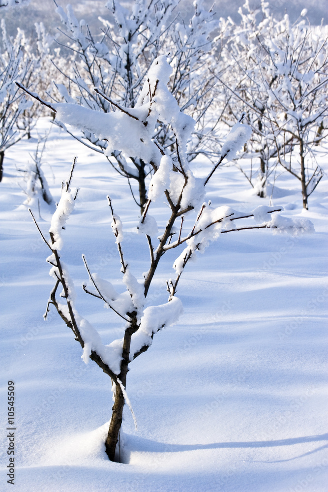 fruit orchard in winter covered in snow fruit orchard in winter covered in snow