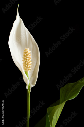 Peace Lily, Spathiphyllum wallisii, isolated against black
