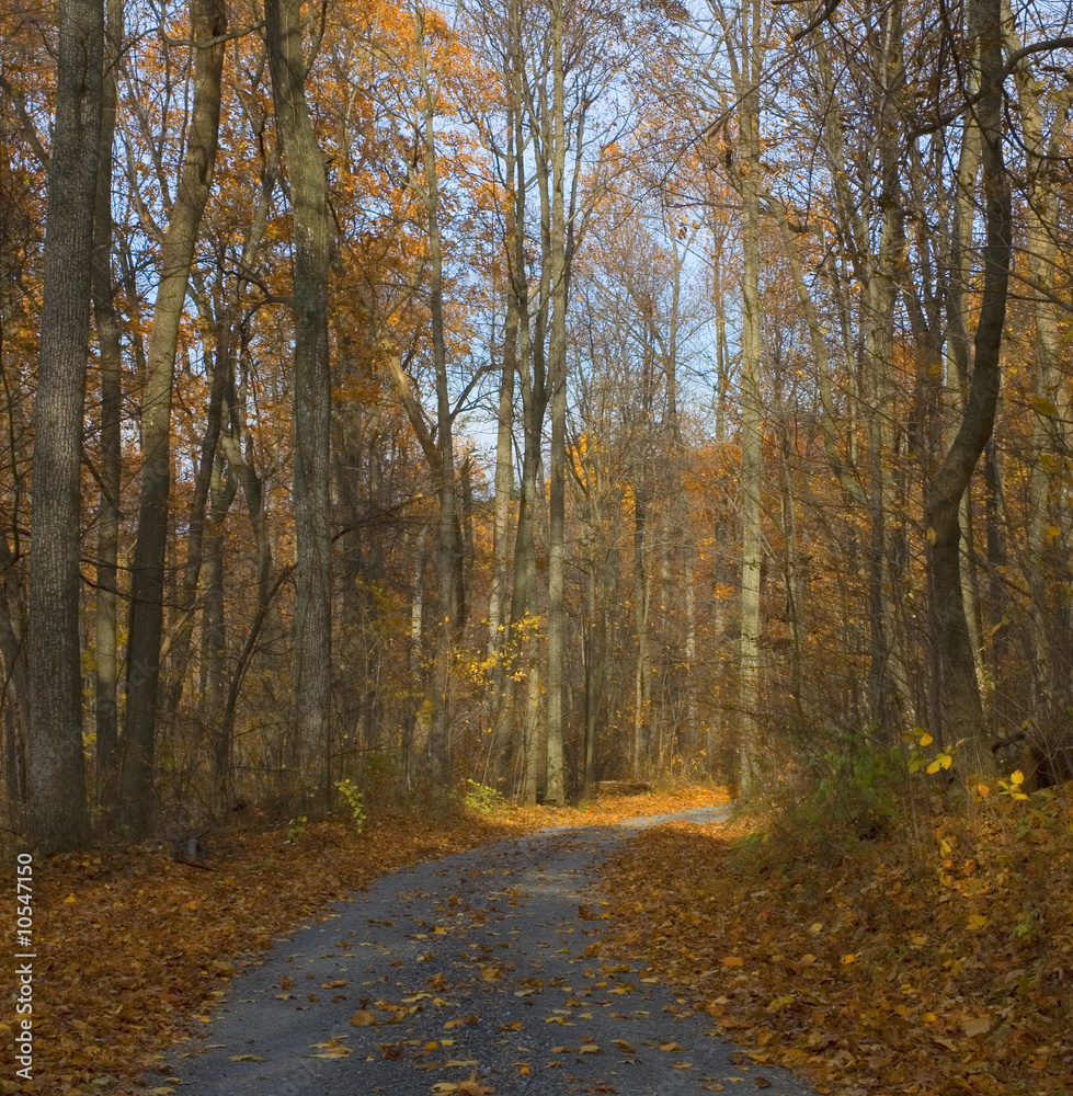 Obraz premium back road in Virginia during the middle of autumn