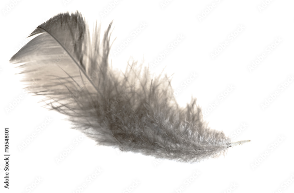 Obraz premium blak chicken feather