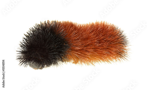 Vászonkép Woolly bear caterpillar isolated on white