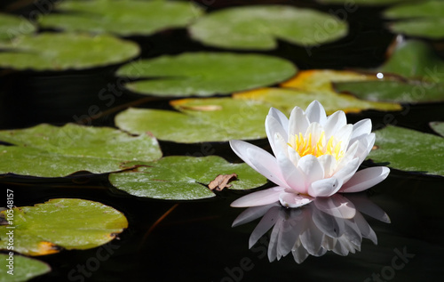 Water-lily