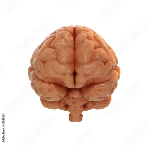 Human brain front view