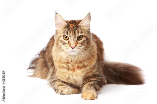 Maine-coon cat