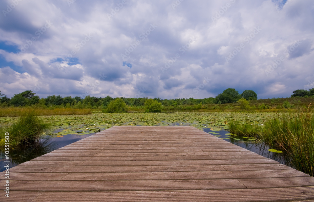 pond with pier covered with lilies on a cloudy day