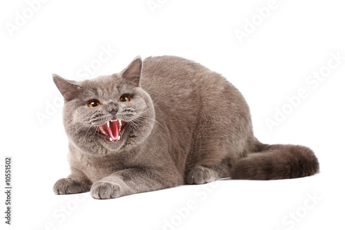 Angry cat