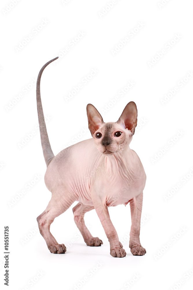 Sphynx cat