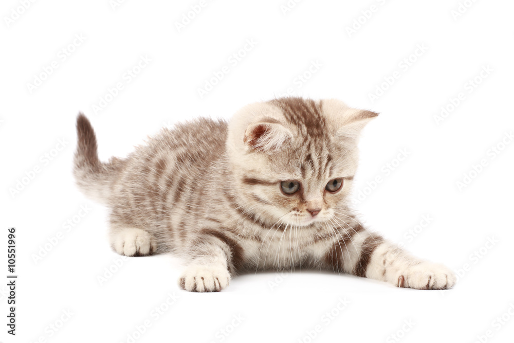 Cute kitten Cute kitten