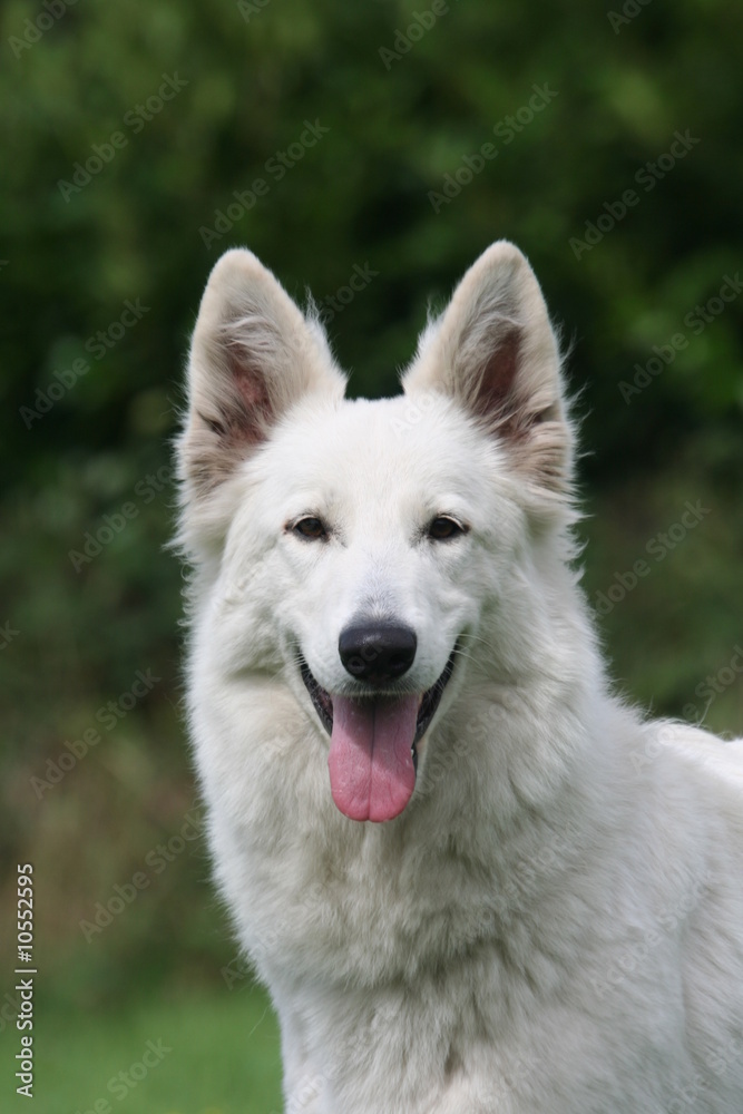Beau portrait de face d'un chien heureux