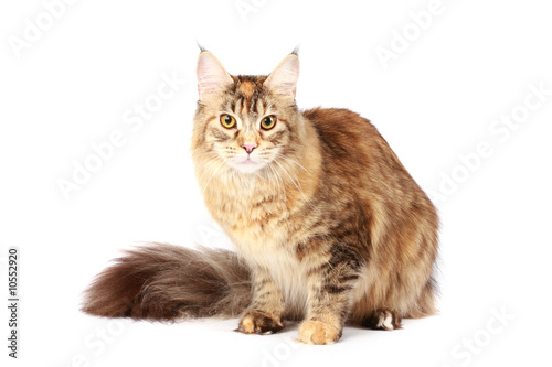 Maine coon cat