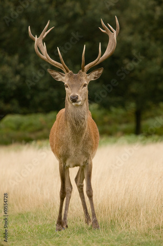 Deer Stag Head-on © Richard Waters
