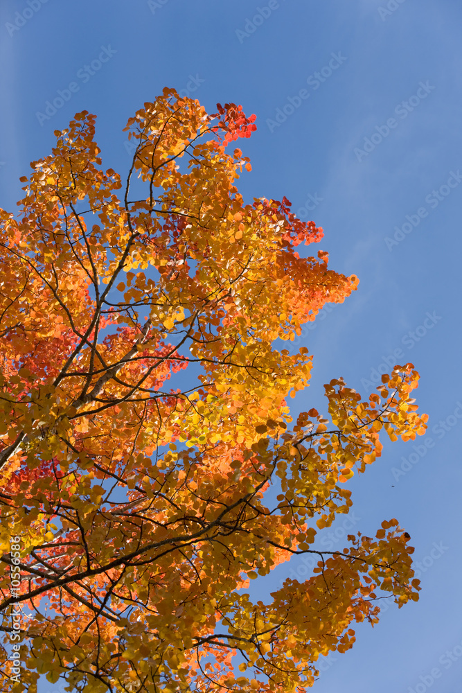 Bright red foliage of an aspen against the sky Bright red foliage of an aspen against the sky