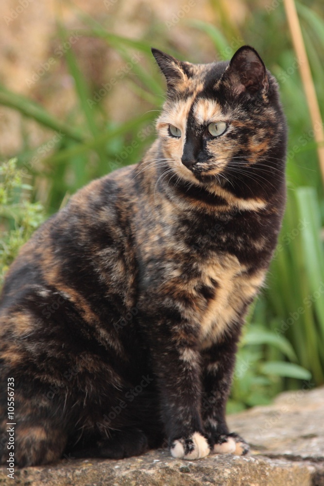 Naklejka premium chat ecaille de tortue