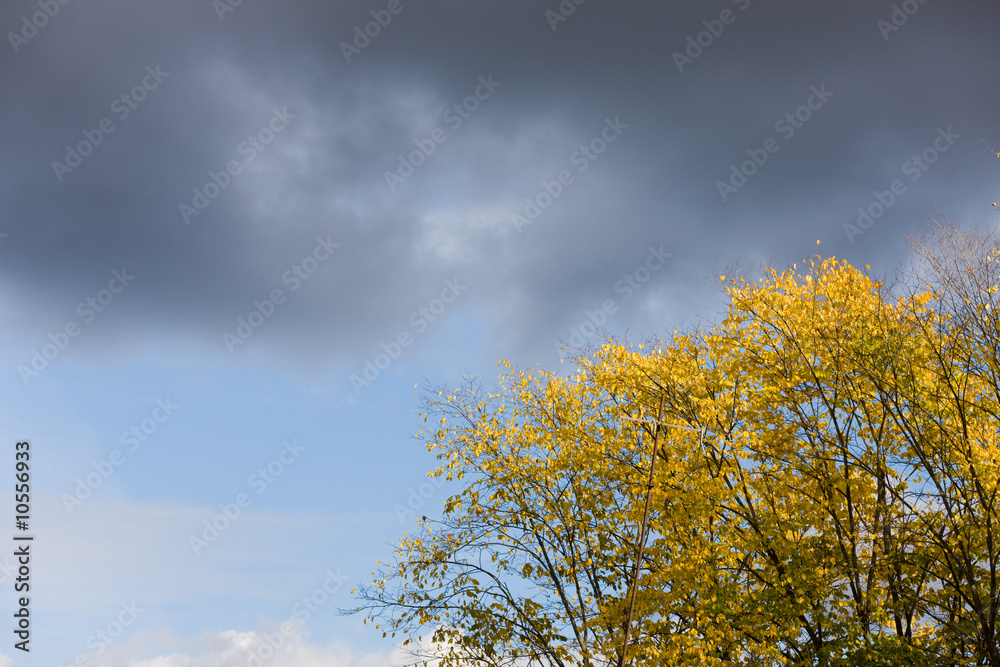 Yellow autumn trees against the disturbing sky Yellow autumn trees against the disturbing sky