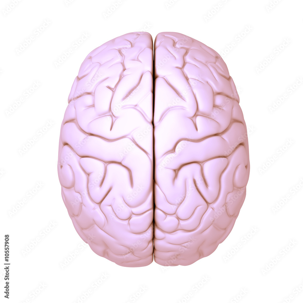 Brain Pink 03 Brain Pink 03