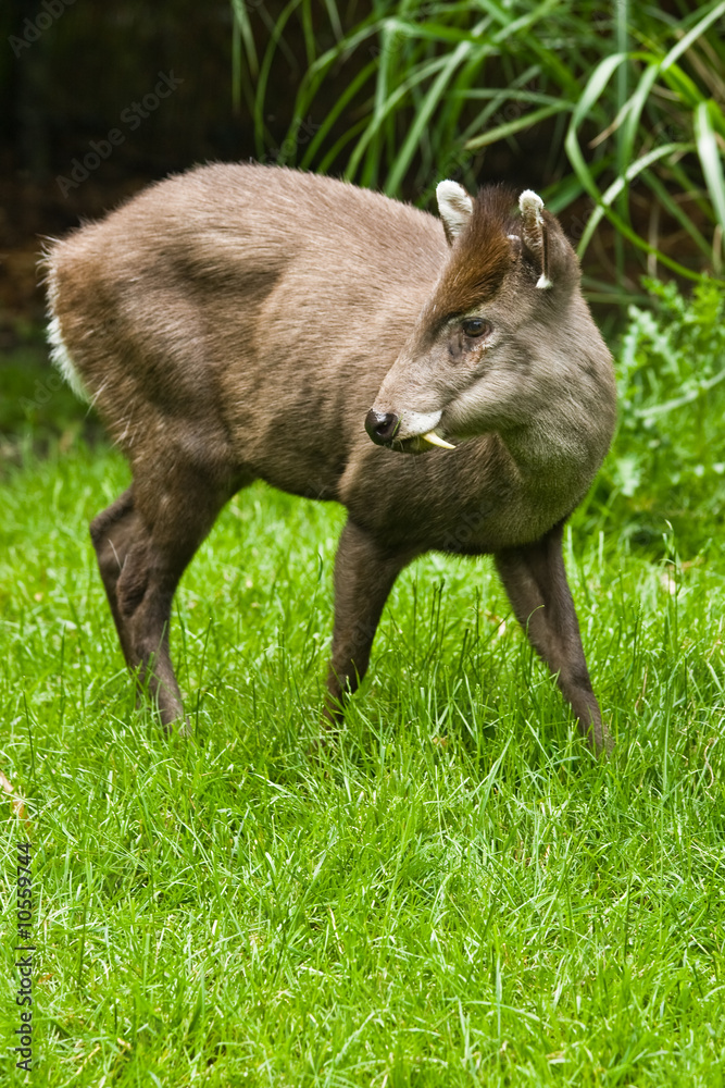 The tufted Deer lives retiring in the woods of Birma and China The tufted Deer lives retiring in the woods of Birma and China