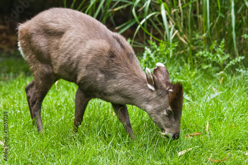 The tufted Deer lives retiring in the woods of Birma and China