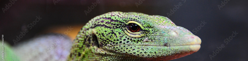 Fototapeta premium watching