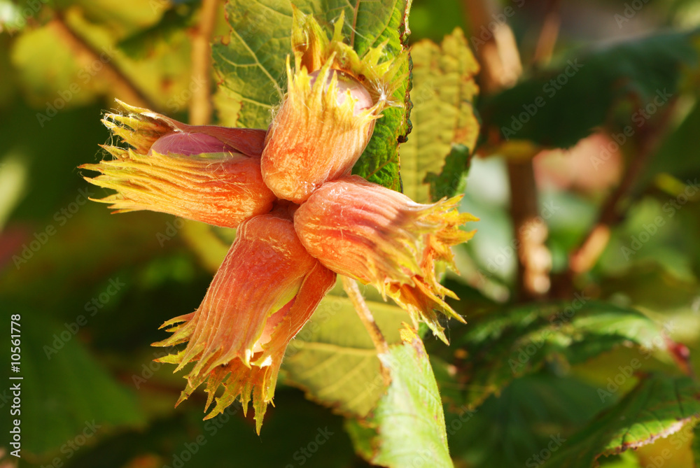 Hazelnut on tree with shallow depth of field Hazelnut on tree with shallow depth of field