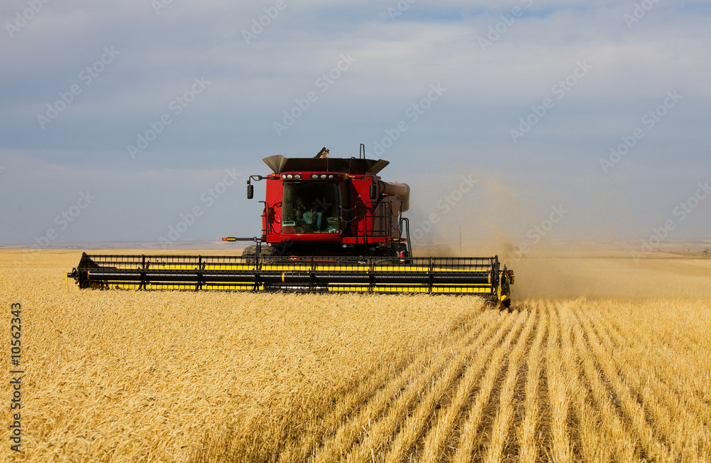 Obraz premium A farmer combining his field of wheat.