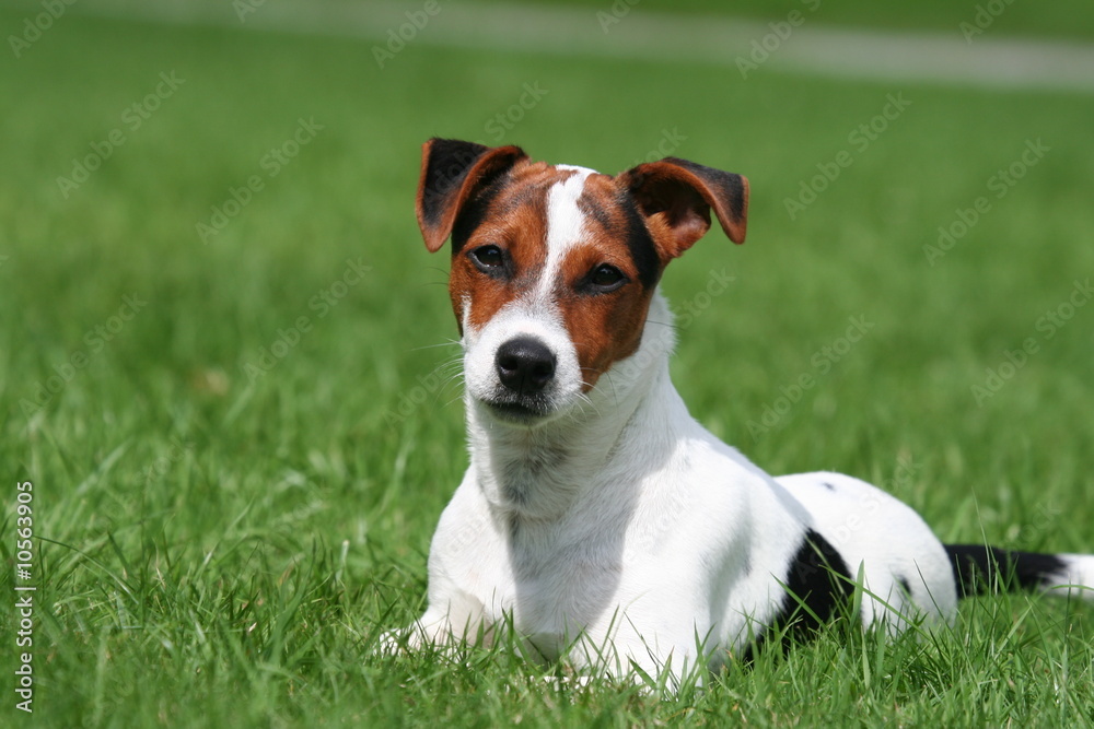 Jack Russel Terrier zen