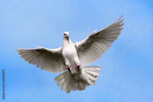 White dove flying on on the Sky.