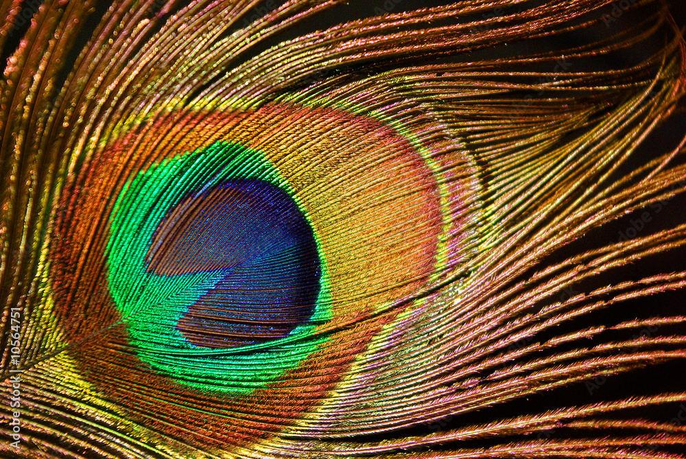 Obraz premium detail polychrome peacock feather