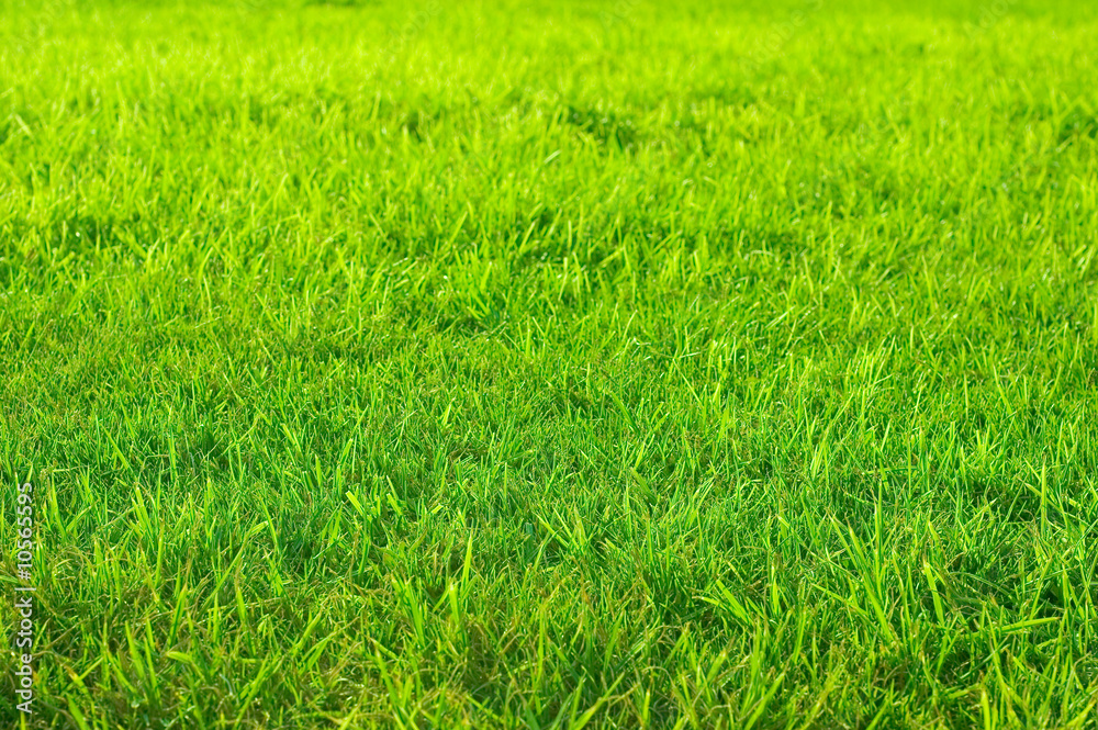 grass on the field grass on the field